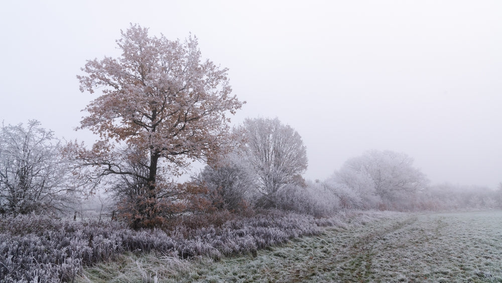 Top tips for eczema in cold snap - open landscape in hard frost